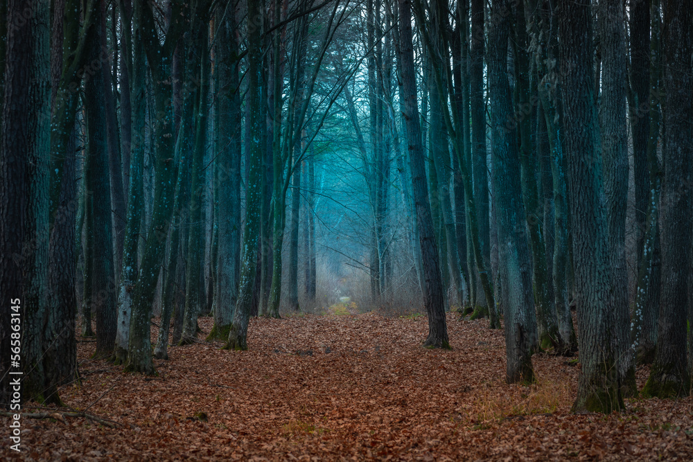 Naklejka premium Lying leaves on an alley in a secret forest, Zarzecze, Poland