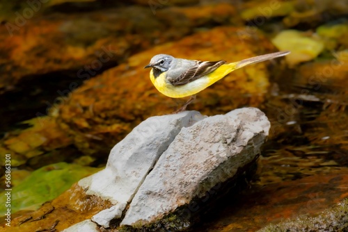 Close-up of the grey wagtail (Motacilla cinerea) hunting by a mountain stream
