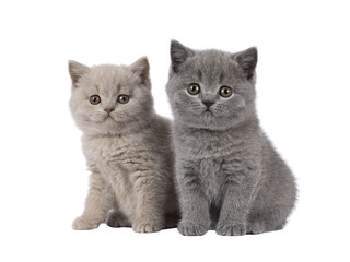 Sweet duo of British Shorthair cat kittens, sitting beside each other. Looking towards camera. Isolated cutout on a transparent background.
