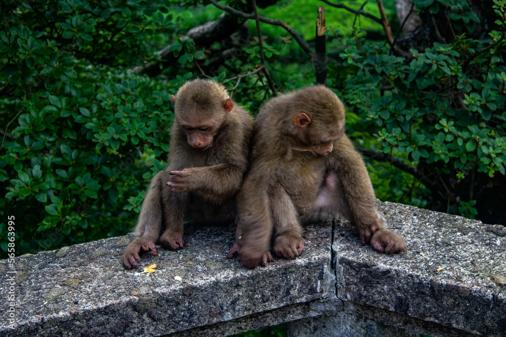 Obraz premium monkey couple