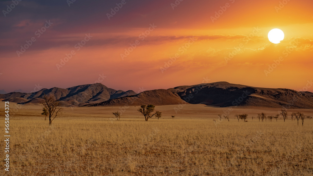 huge sand dunes in the Namib Desert with trees in the foreground of Namibia huge sand dunes in the Namib Desert with trees in the foreground of Namibia
