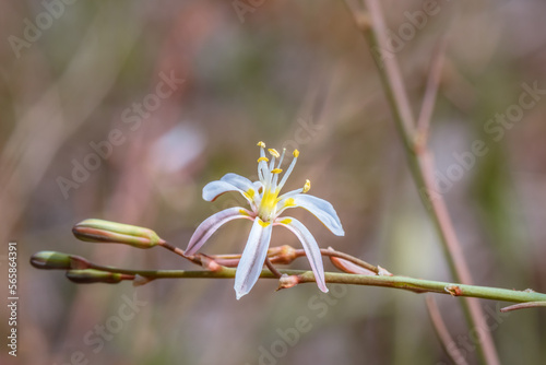 (Trachyandra ciliata), wildeblomkool Wild flowers during spring, Cape Town, South Africa photo