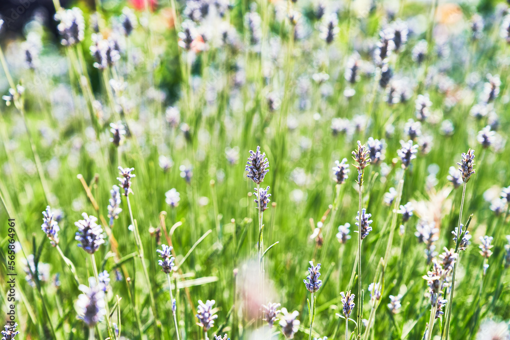 Fototapeta premium Beautiful lavender plant closeup image