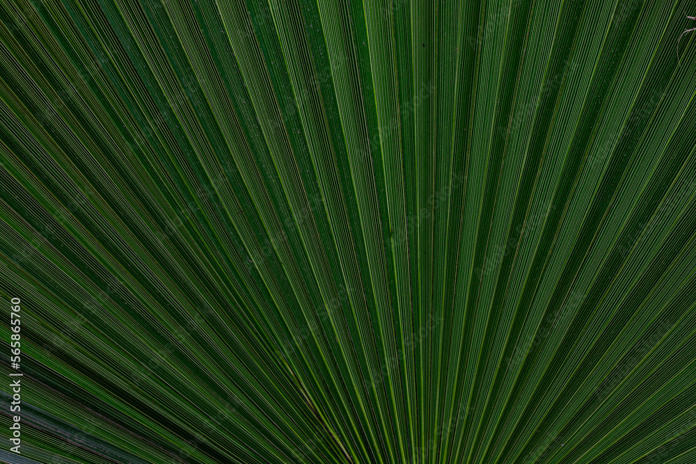 background palm leaf close-up background palm leaf close-up