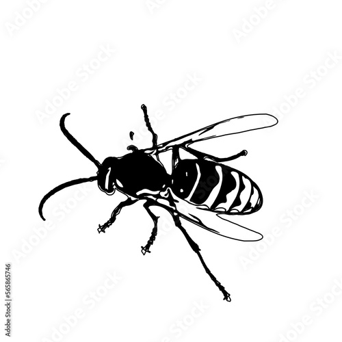 Black and white sketch of a wasp with transparent background © Ahmad