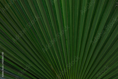 background palm leaf close-up
