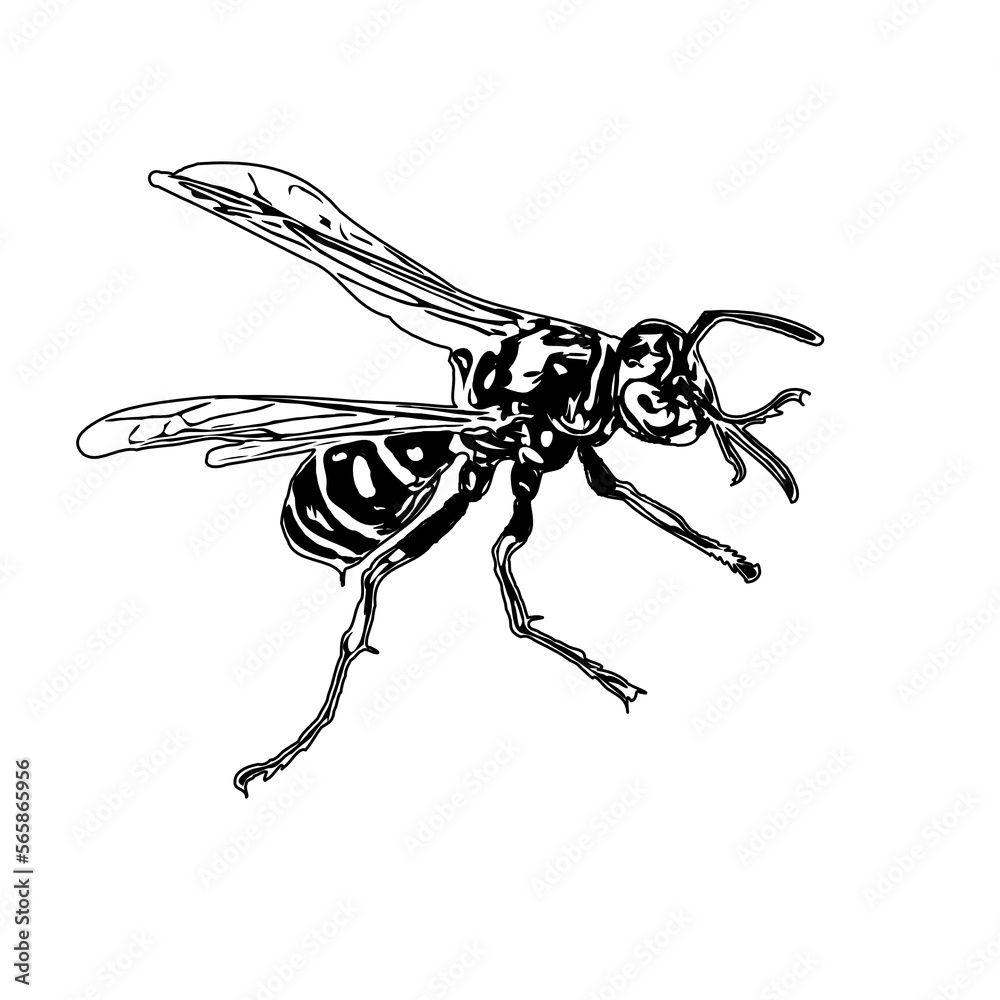 Obraz premium Black and white sketch of a wasp with transparent background