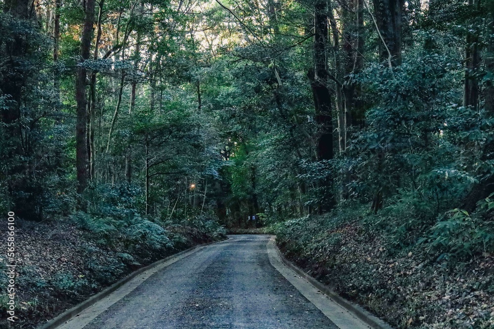 Fototapeta premium Japan - Yoyogi Park