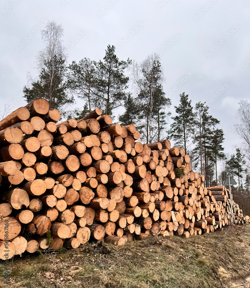 deforestation in Europe. Freshly made firewood in the evergreen forest, pine tree logs close-up. Environmental a ecology damage deforestation in Europe. Freshly made firewood in the evergreen forest, pine tree logs close-up. Environmental a ecology damage