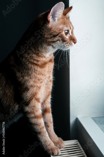 Cat looking trough the window