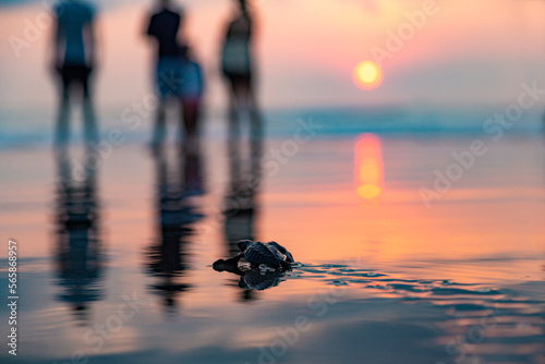 Baby turtle on beach at sunset, Seminyak, Bali, Indonesia photo