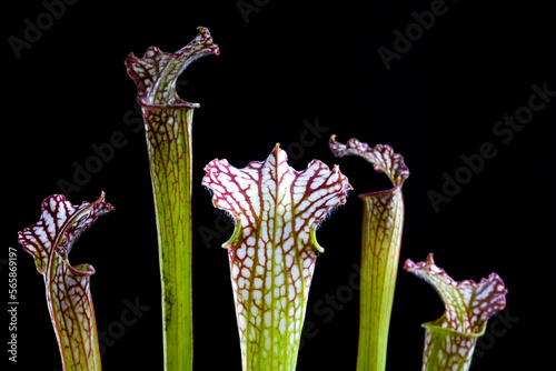 A carnivorous Pitcher Plant, or sarracenia.