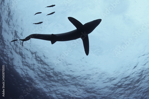 Blue Sharks of the Azores Islands photo