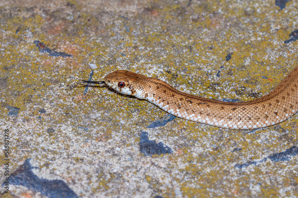 Rhombic Skaapsteker snake (Psammophylax rhombeatus) being held in a person’s hands, Cape Town, South Africa