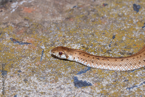 Rhombic Skaapsteker snake (Psammophylax rhombeatus) being held in a person’s hands, Cape Town, South Africa