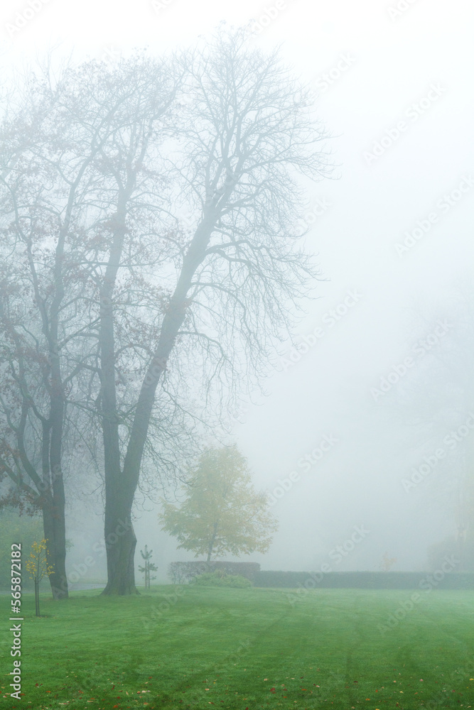 Morning mist in autumn park Morning mist in autumn park