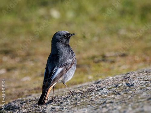 Black redstart (Phoenicurus ochruros). Male.