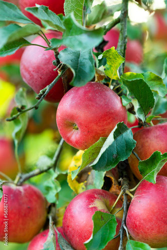 Branch of apple tree with ripe apples