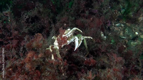 Crab on seabed underwater in Kara Sea of Novaya Zemlya. Crab in algae of seabed underwater in Kara Sea, in proximity to Novaya Zemlya. photo