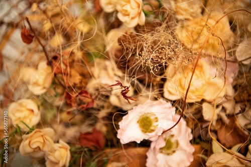 Das schöne Detail - Close uu shot von Blättern und Blüten photo