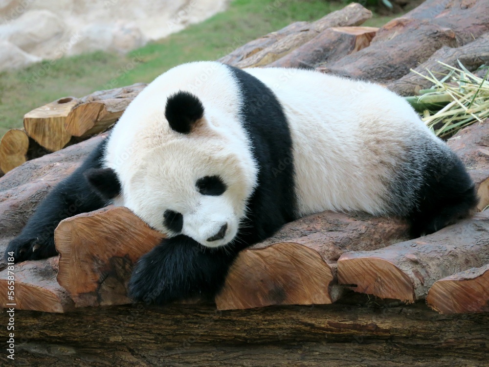 Obraz premium giant panda eating bamboo