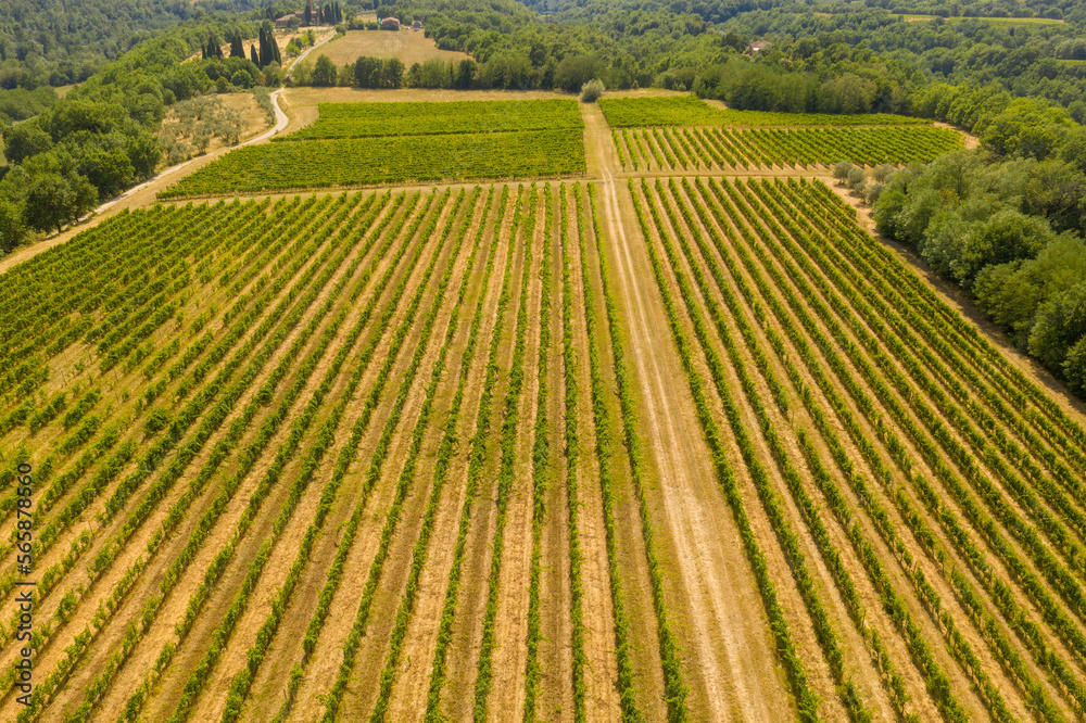 Drone photography of vineyard