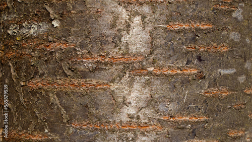 Tree bark texture of Prunus avium or wild cherry with beautiful shiny pattern