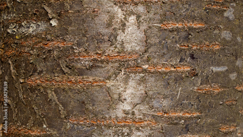 Tree bark texture of Prunus avium or wild cherry with beautiful shiny pattern photo