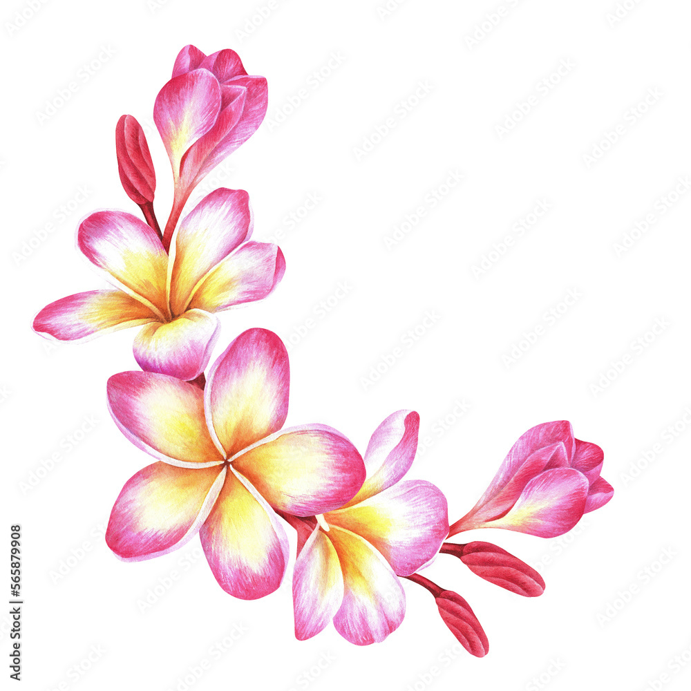 Naklejka premium Semicircular composition of plumeria flowers. Frangipani. Watercolor botanical illustration. Isolated on a white background. For the design of packaging for cosmetics, perfumes, travel brochures