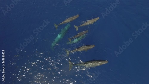 Sperm whales swim beautifully together near surface of ocean water. Top view. Group of marine mammals animals of sperm whales swim peaceful in ocean.