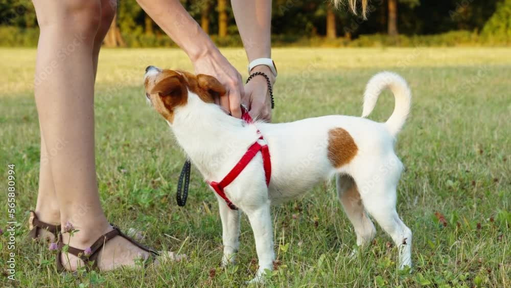 Woman playing with pet at park, Happy Jach Russell terrier dog walking with owner at green field, Have fun with pet Woman playing with pet at park, Happy Jach Russell terrier dog walking with owner at green field, Have fun with pet