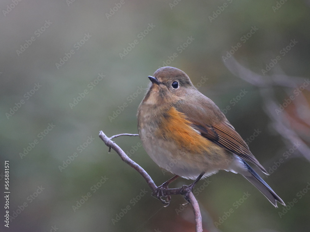 ふっくらルリビタキ