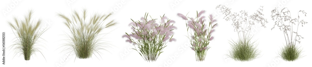 Various grass bushes isolated on transparent background. Realistic 3D render.