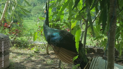 peacocks live freely in the bushes at the edge of the forest photo