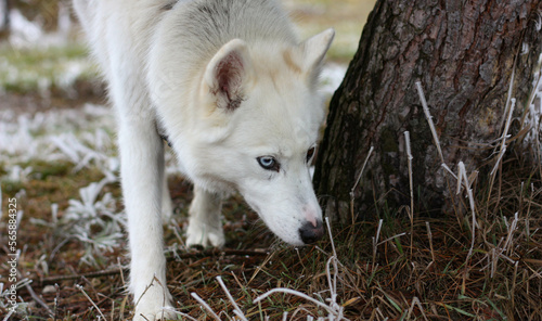 White husky dog portrait. White wolf  in the forest