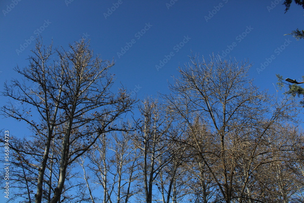 trees and sky trees and sky