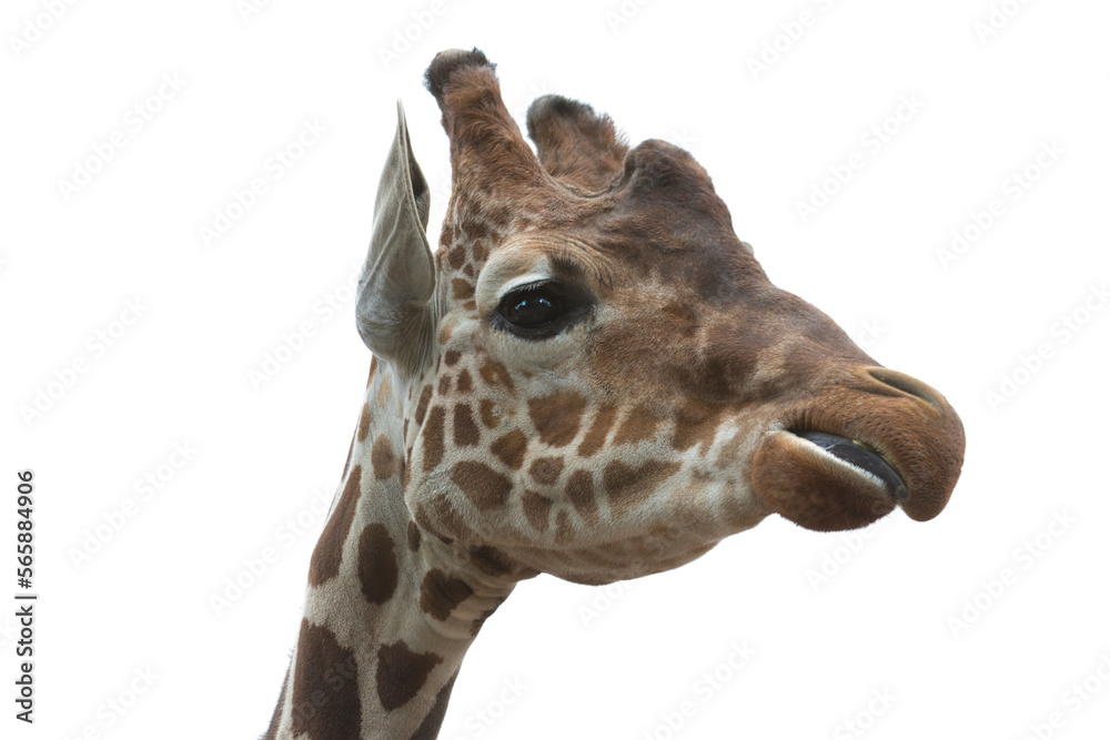 giraffe isolated on white