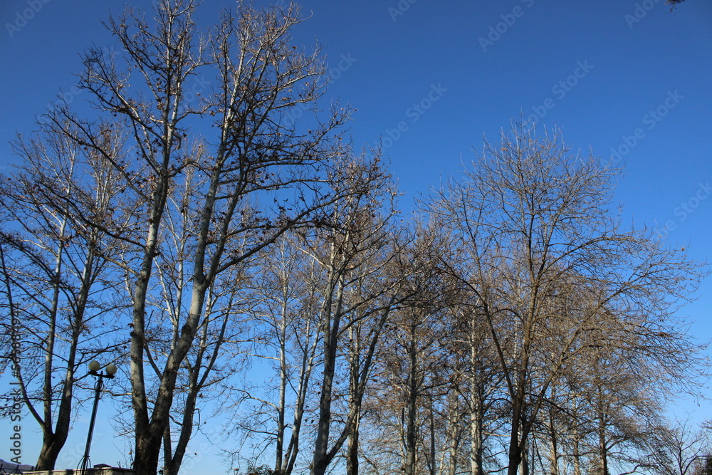 trees and sky trees and sky