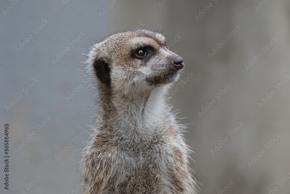 Fototapeta premium meerkat on guard