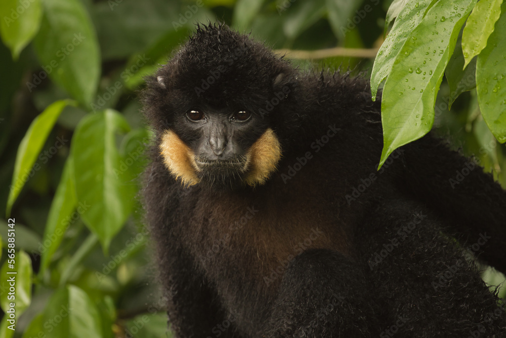 Fototapeta premium Portrait of a monkey