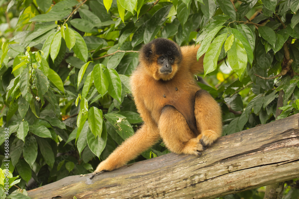 Obraz premium Eastern black crested gibbon