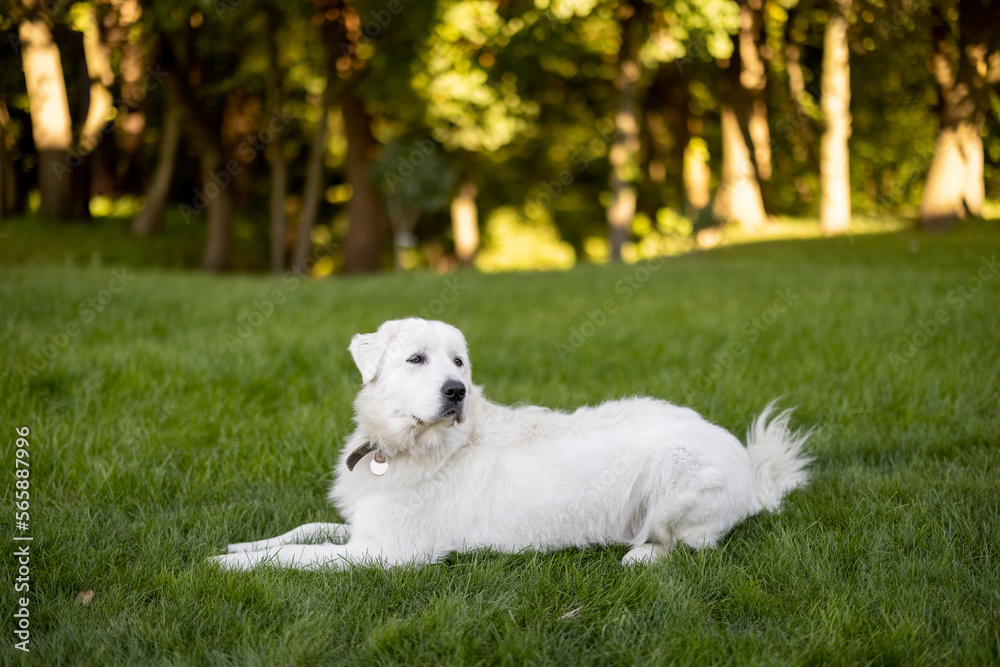 Portrait of adorable white dog lying on green lawn on nature. Italian maremma shepherd dog breed