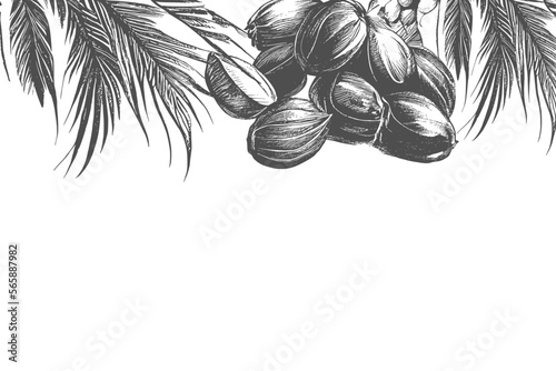 Border design with date palm leaves and ripe fruits sketch vector illustration isolated on white background.Ink drawn dates with leaves. Ripe fruits hang from the branches.