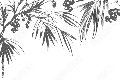 Border design with date palm leaves and ripe fruits sketch vector illustration isolated on white background.Ink drawn dates with leaves. Ripe fruits hang from the branches.