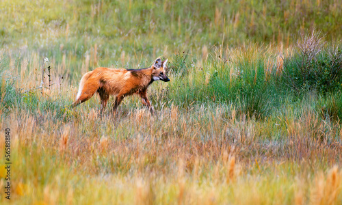 Lobo Guará - Serra da Canastra