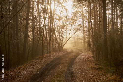 leśna droga, mgła 