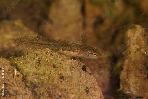 Closeup on an aquatic larvae of the European Carpathian newt, Lissotriton montandoni