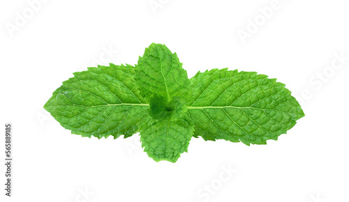 Mint leaes isolated on transparent png