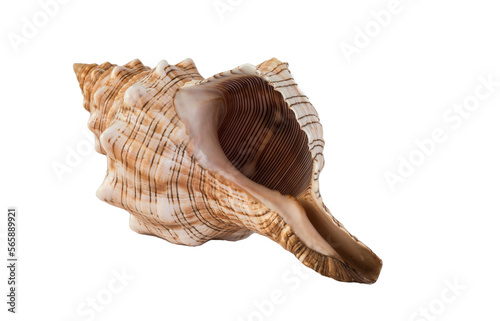 close up of conch shell isolated on white background