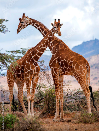 A pair of Male Reticulated giraffe Kenya east Africa